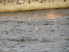 Larus