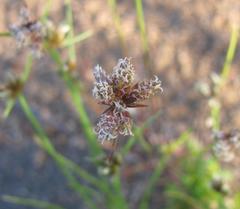 Isolepis trachysperma