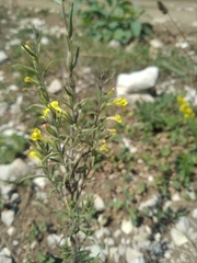 Odontites glutinosus