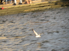 Larus