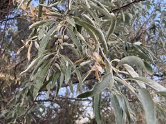 Elaeagnus angustifolia