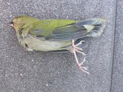 Mandingoa nitidula nitidula