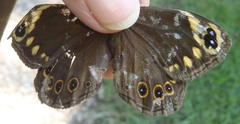 Dira clytus eurina