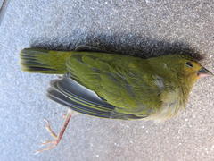 Mandingoa nitidula nitidula