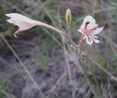 Gladiolus engysiphon