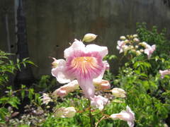 Podranea