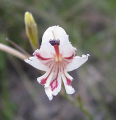 Gladiolus engysiphon