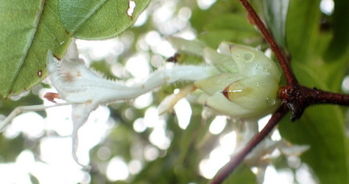 Rhododendron viscosum image