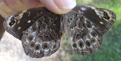Dira clytus eurina