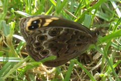 Dira clytus eurina