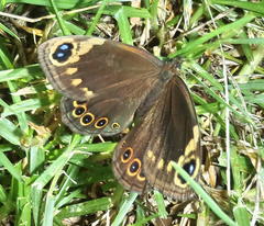 Dira clytus eurina