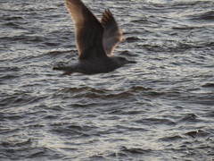 Larus