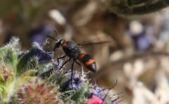 Ancistrocerus haematodes