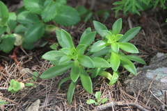 Orostachys maximowiczii