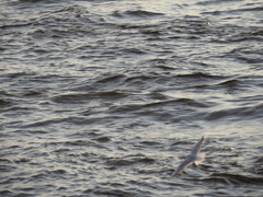 Larus