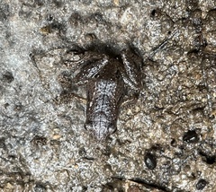 Arthroleptis reichei