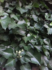 Hedera helix