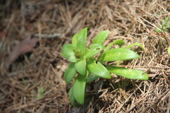Orostachys maximowiczii