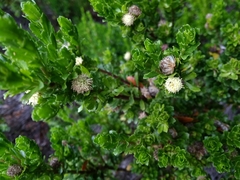 Baccharis patagonica