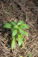 Orostachys maximowiczii