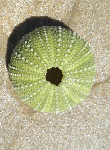 Parechinus angulosus