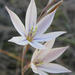 Gladiolus stellatus - Photo (c) Sally Adam, algunos derechos reservados (CC BY-NC), subido por Sally Adam