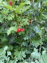 Viburnum opulus