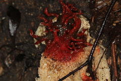 Lysurus corallocephalus image
