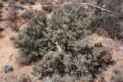 Tetraena retrofracta