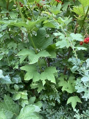 Viburnum opulus