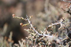 Tetraena retrofracta