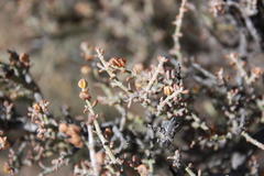 Tetraena retrofracta