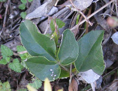 Knowltonia vesicatoria