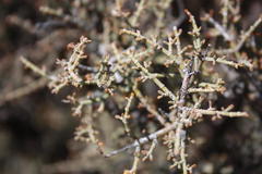 Tetraena retrofracta