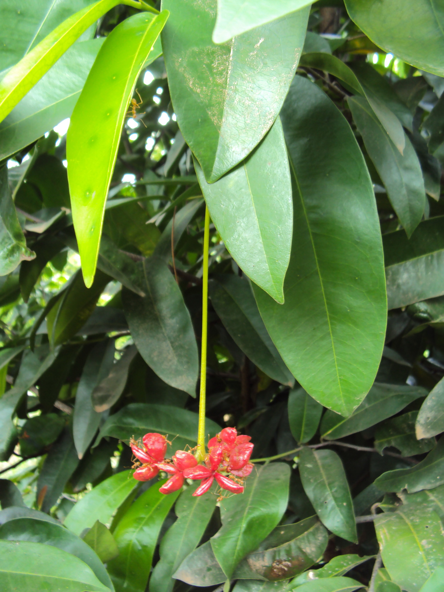 Samadera