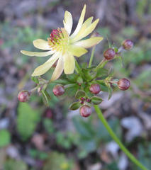 Knowltonia vesicatoria