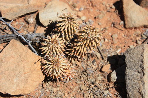 Euphorbia hypogaea