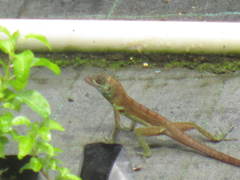 Anolis richardii