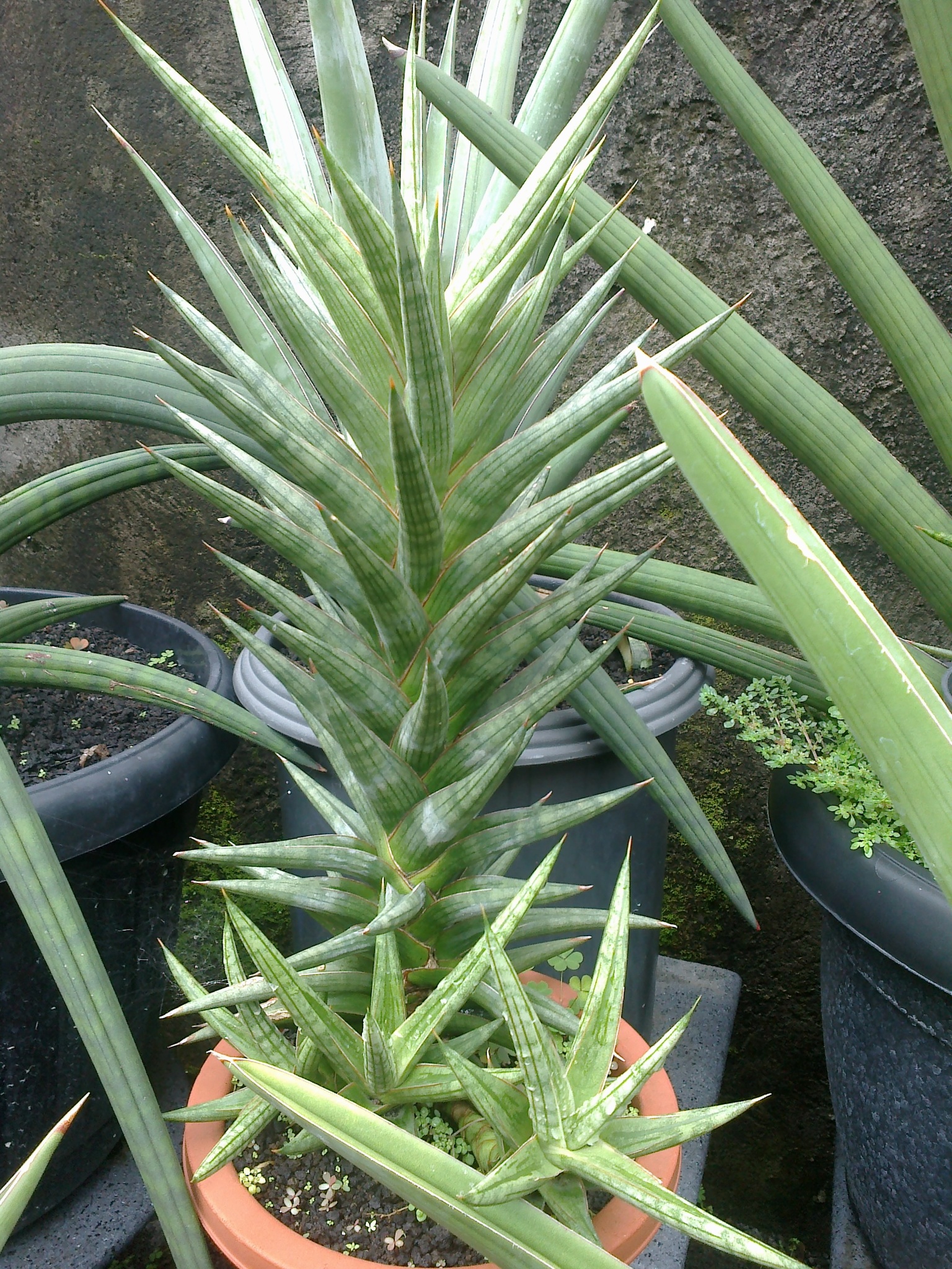 plant tiger lily bulbs Flore Pleno Lily