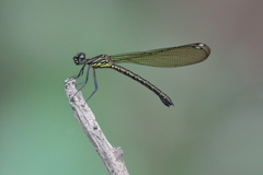 Heliocypha bisignata
