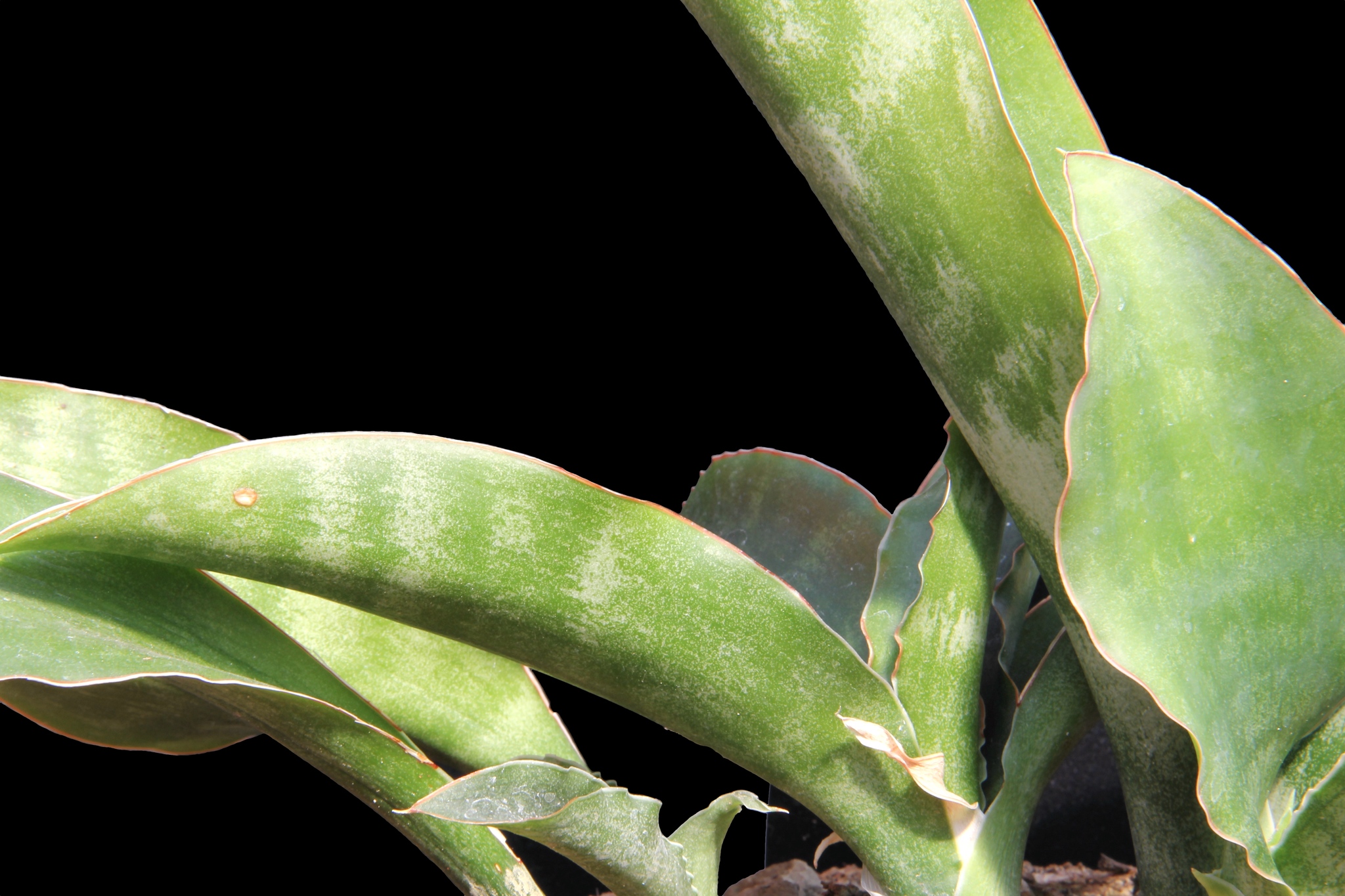 Sansevieria liberica  iNaturalist