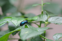 Chrysochus chinensis