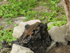 Agama picticauda