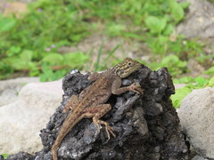 Agama picticauda