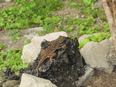 Agama picticauda