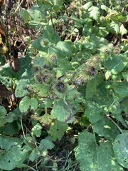 Arctium