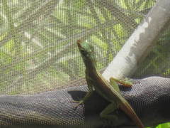 Anolis richardii