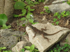 Agama picticauda
