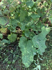 Arctium