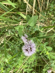 Mentha aquatica